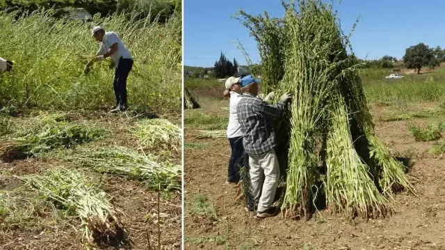 en kalitelisi bu ilimizde yetisiyor adina altin deniyor kilosu 140 liradan satiliyor NPRtLP2C