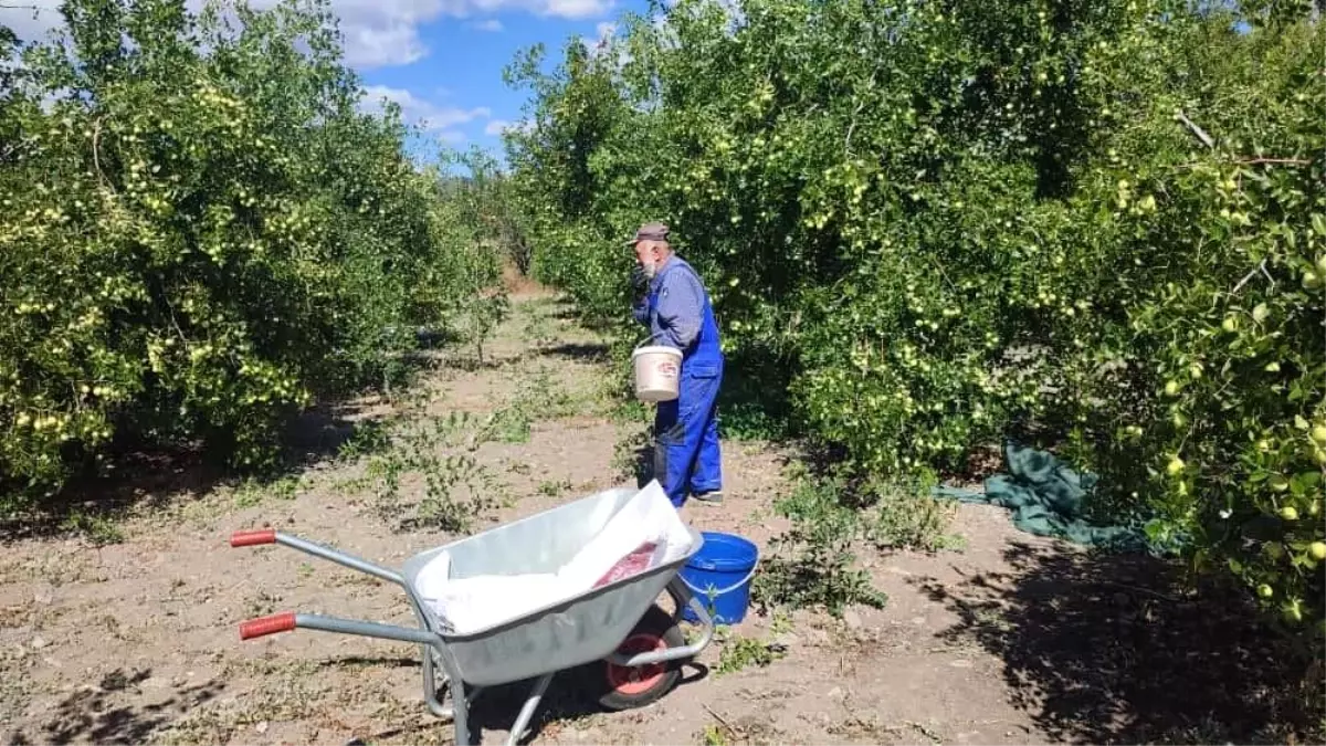 gudulde hunnap meyvesi hasadi basladi Kqa9VzCd