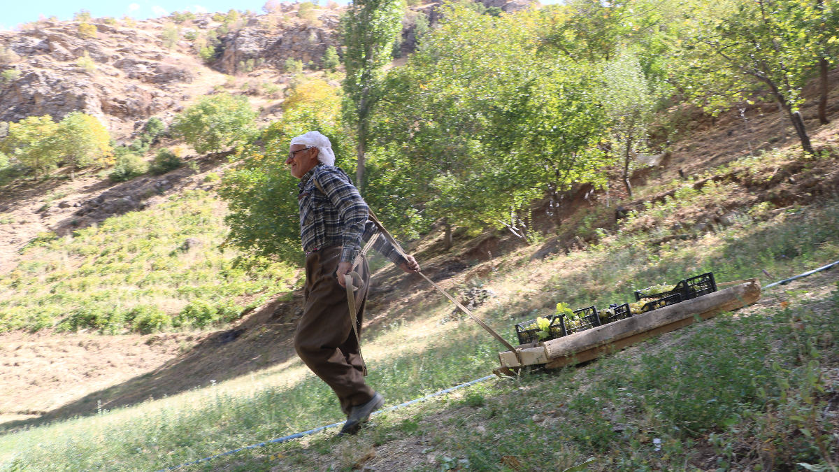 hakkaride 80 yasinda tonlarca uzumu kizakla tasiyor glwvrCEN