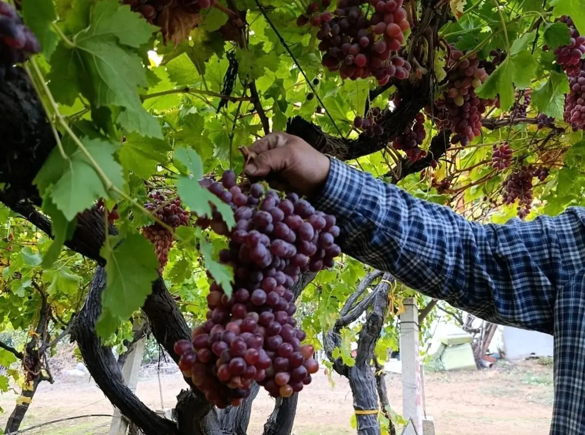 manisada uzum ureticisinden rekor salkim 1 kilo 740 gram 7qGUK6AK.jpg