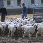annelerini-bulmak-icin-tek-tek-kokladilar-TQyglI33