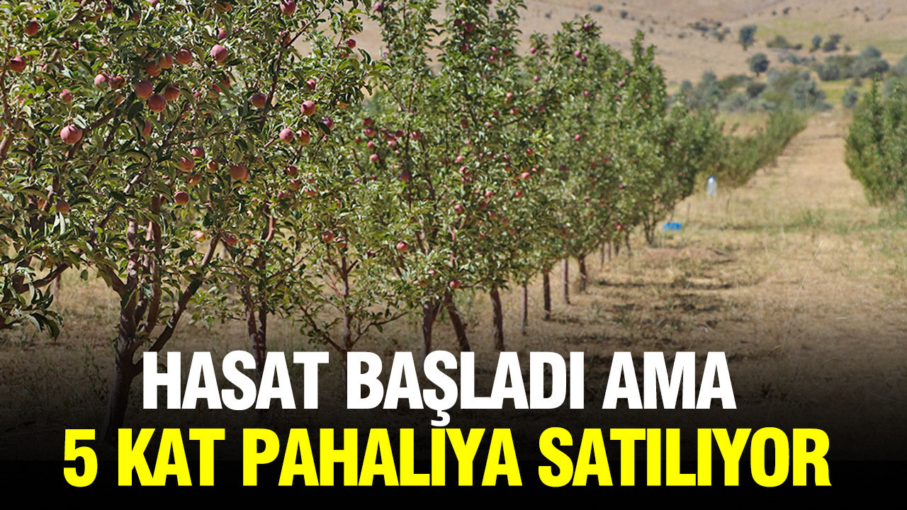 Hasat Döneminde Fiyatlar 5 Katına Çıkıyor!