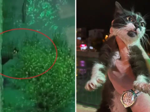 Yeşilırmak Nehri’nde Mahsur Kalan Kedi İçin Kurtarma Operasyonu Gerçekleştirildi