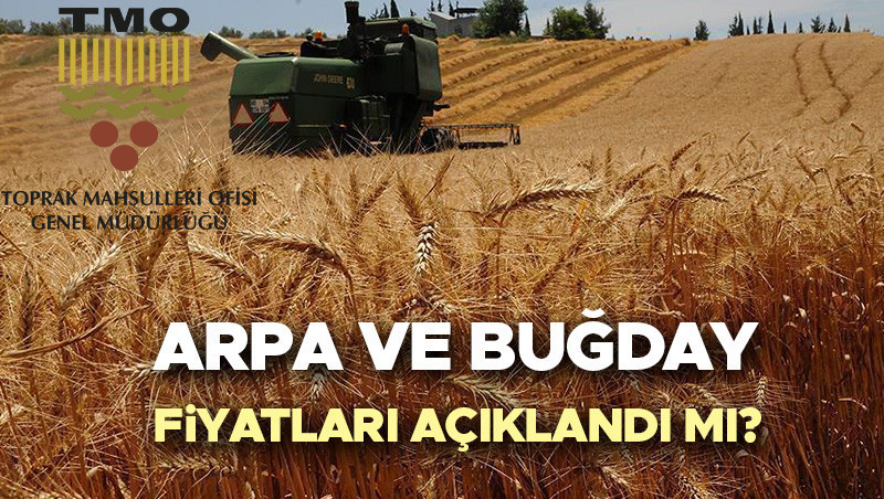 2026 TMO Buğday Fiyatları Ne Olacak? Güncel Durum ve Beklentiler**
